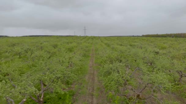 Árboles de huertos verdes — Vídeo de stock