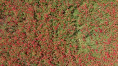 tarla gelinciği çiçekleri