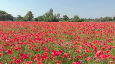 Gelincik çiçekleri tarlası