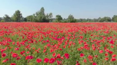 Tarlada Gelincik Çiçeği