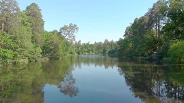 Rivier in dennenbos boven water — Stockvideo