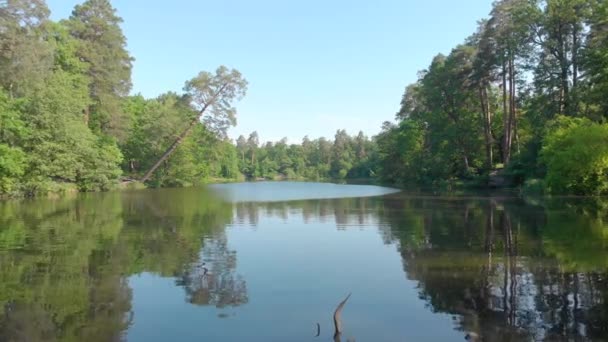 Flod i skogen över vatten — Stockvideo