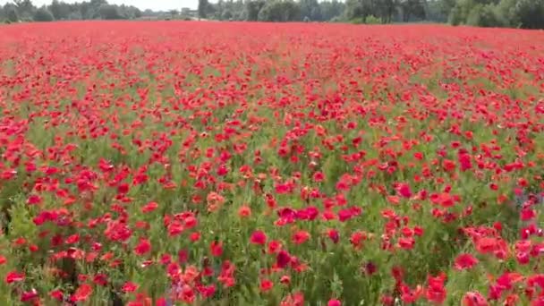 Red Poppy Flower Field — Stock Video