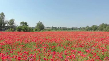 Gelincik Çiçeği Alanı Hava Aracı