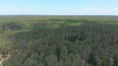 Hava Çam Ormanı Yazı