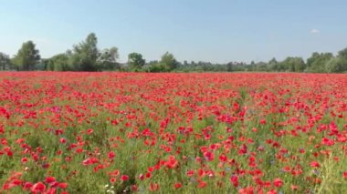 Gelincik Çiçeği Tarlası