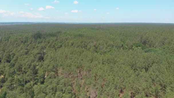 Büyük Çam Ormanı — Stok video
