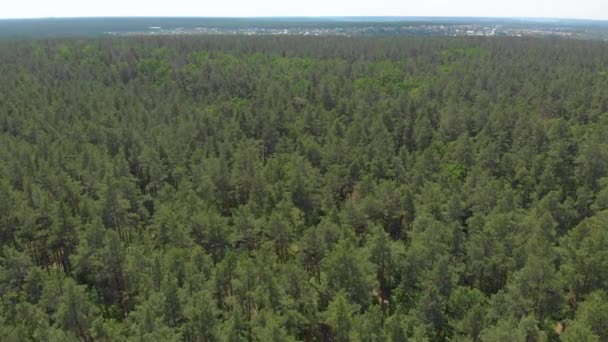 Groene dennenbossen vanuit de lucht — Stockvideo