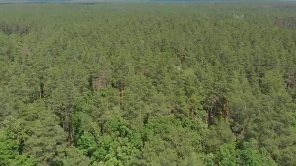 Bosque de pino verde grande — Vídeo de stock