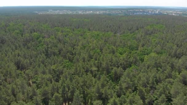 Grüner Kiefernwald aus der Luft — Stockvideo