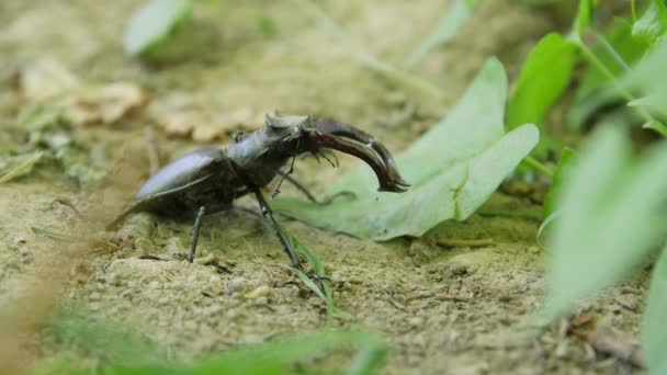 Олень жук в лесу — стоковое видео