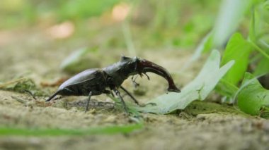 Geyik Böceği ve Karıncalar
