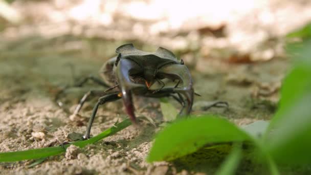 Stag Beetle — стоковое видео