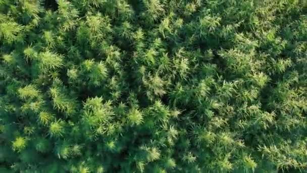大麻的绿地 — 图库视频影像