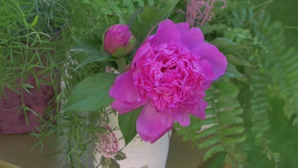 Цветы цветочных пионов — стоковое видео