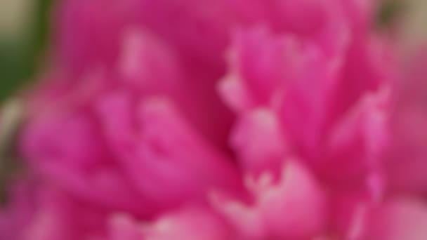 Makro rosa Blumen — Stockvideo