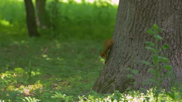 Белка на дереве в лесу — стоковое видео