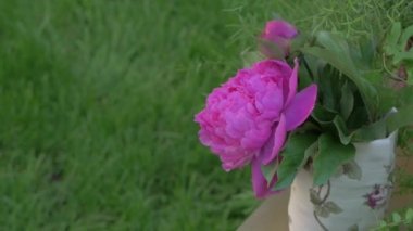 Şakayık Çiçekleri