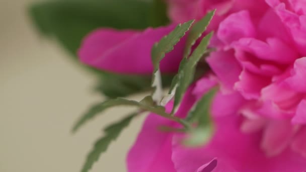 Düğün Çiçekçiliği Makro — Stok video