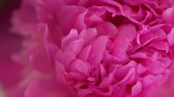 Flores rosadas macro — Vídeos de Stock