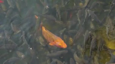 Göldeki Altın Balık