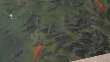 Balık Çiftliği Göleti