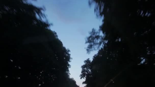 Noche se mueven bajo los árboles — Vídeo de stock