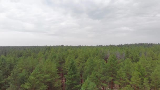 Over de bomen vliegen — Stockvideo