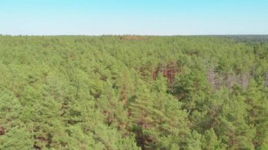 Ormanın Üzerinden Uçuş