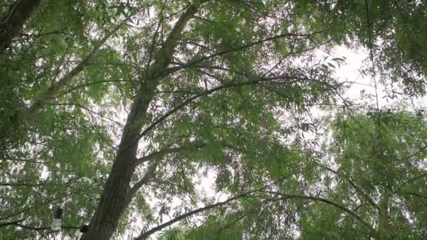Caminar bajo los árboles — Vídeo de stock