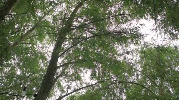 Promenade sous les arbres — Video