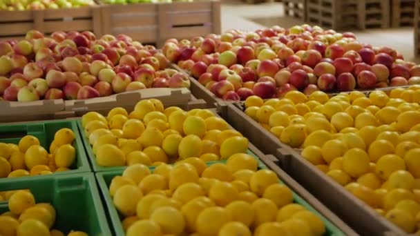Лимоны и яблоки — стоковое видео
