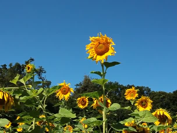    Tournesols sur le terrain