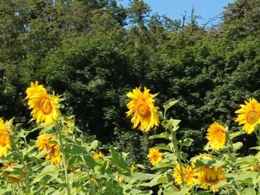    Sahada ayçiçekleri