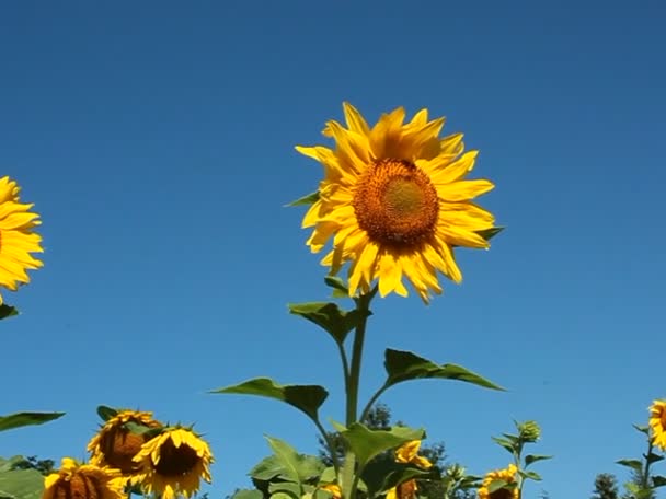 Girassóis Campo — Vídeo de Stock