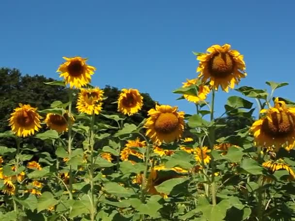 Sonnenblumen Auf Dem Feld — Stockvideo