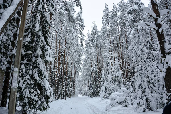 Lumen peittämä iso metsä. Venäjä, Leningradin alue — kuvapankkivalokuva