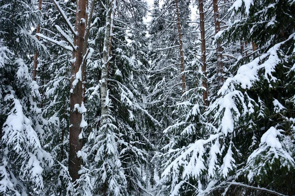 Grande foresta innevata. Russia, regione di Leningrado — Foto Stock