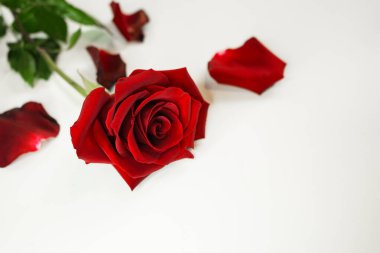 Kırmızı parlak gül, yeşil saplı beyaz arkaplan