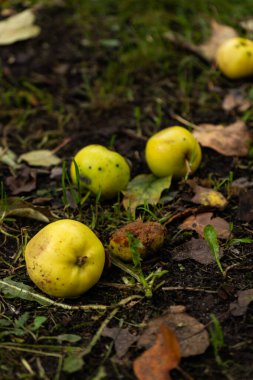 çirkin meyveler, ağaçtan düşen küçük bahçe elmaları