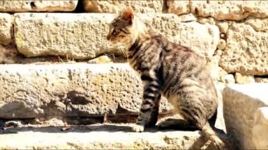Yumuşak, kahverengi sokak kedisi güneşte güneşleniyor