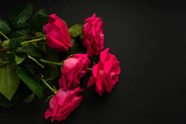 Parlak pembe gül, büyük bir Bud, çiçek açıyor. Karanlık bir arka planda