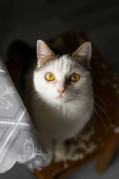 Enfoque selectivo, chica gato doméstico — Foto de Stock