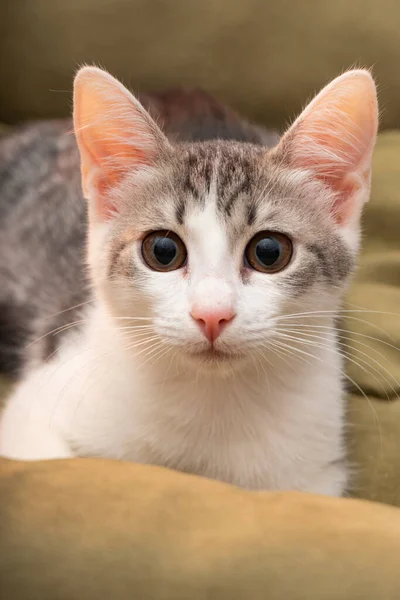 Fluffy Little Kitten Long Mustache Close Portrait — Stock Photo, Image