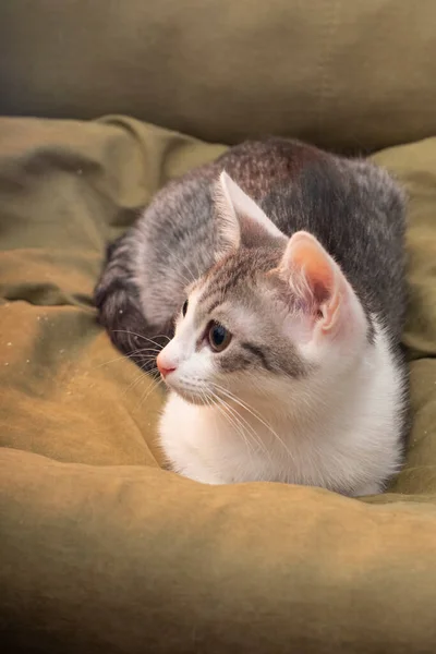 Uzun Bıyıklı Tüylü Küçük Bir Kedi Yavrusu Yakın Bir Portre — Stok fotoğraf