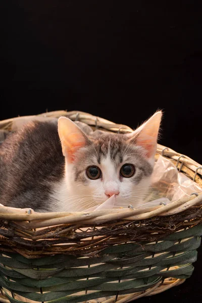 Uzun bıyıklı tüylü küçük bir kedi yavrusu, yakın bir portre.