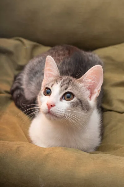 Uzun Bıyıklı Tüylü Küçük Bir Kedi Yavrusu Yakın Bir Portre — Stok fotoğraf
