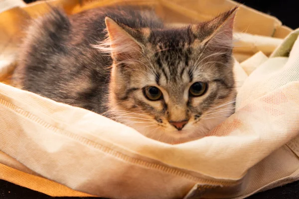 Selektywne skupienie, mały portret kociaka — Zdjęcie stockowe