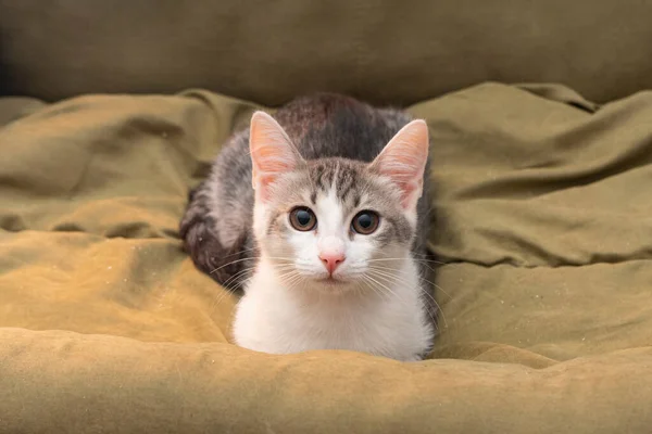 Enfoque selectivo, pequeño retrato de gatito — Foto de Stock