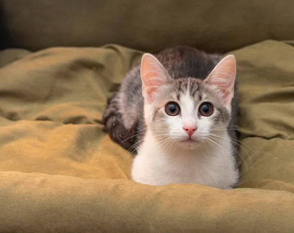 Enfoque selectivo, pequeño retrato de gatito — Foto de Stock